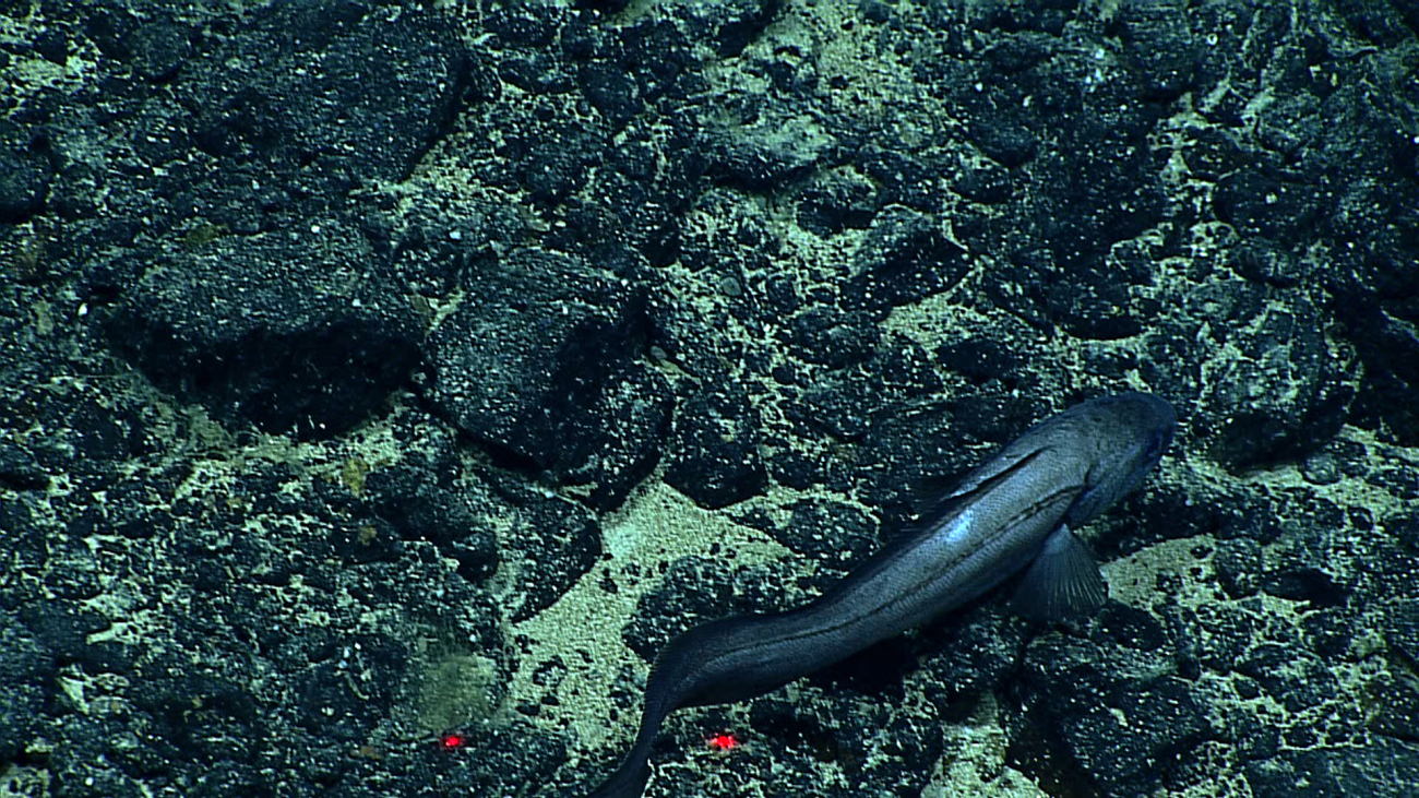 A cusk eel over an area of cobble and pebble substrate