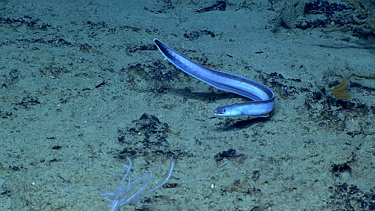 A cutthroat eel