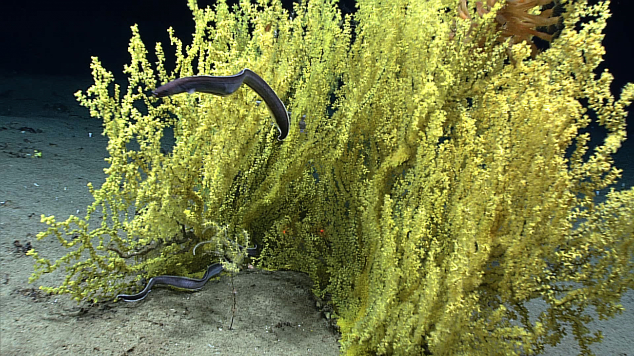 At least two large eels making use of this zoanthid encrusted dead coral bush ashabitat
