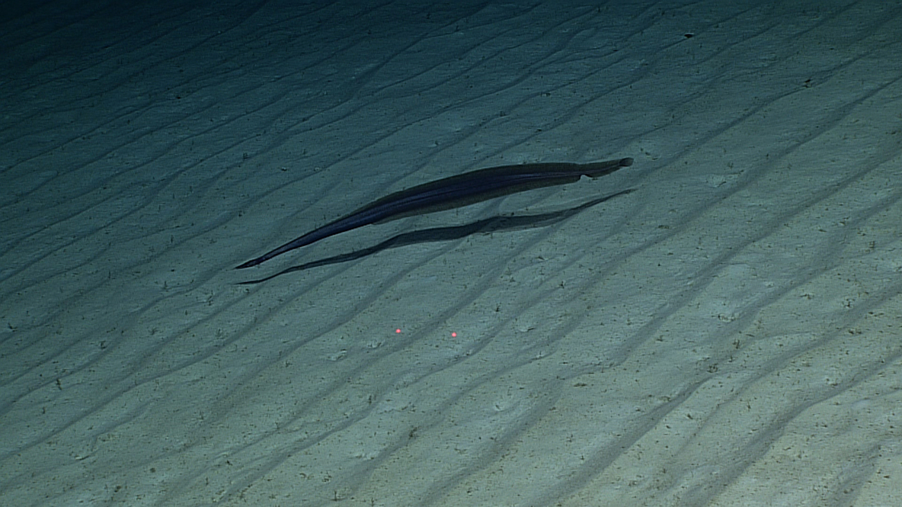 A duckbill eel swimming over a high current regime  as shown by the ripple pattern on the sand bottom