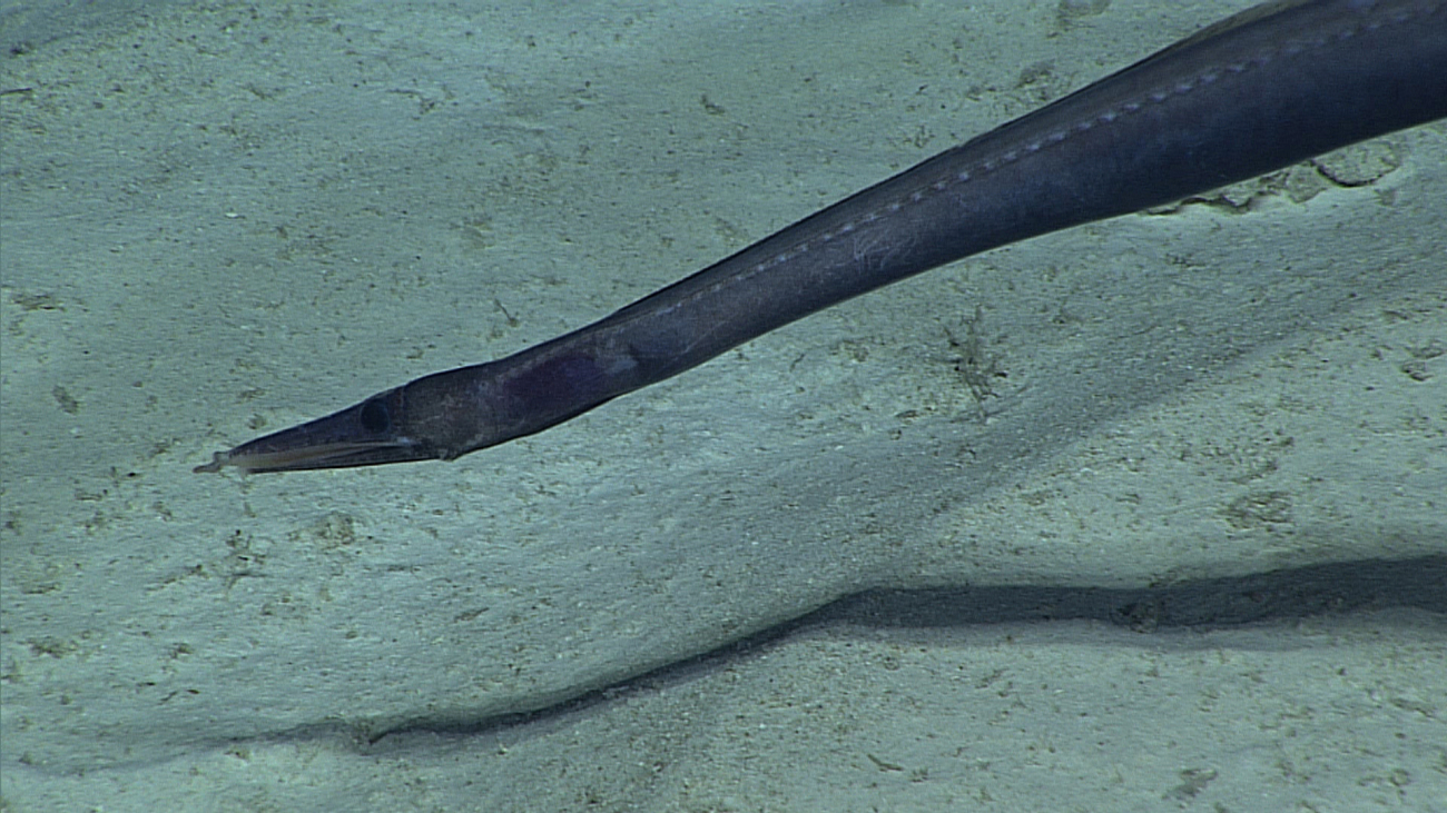 Closeup of the head of a large duckbill eel