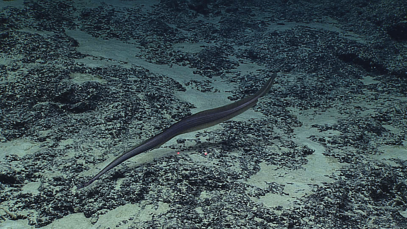 A large duckbill eel