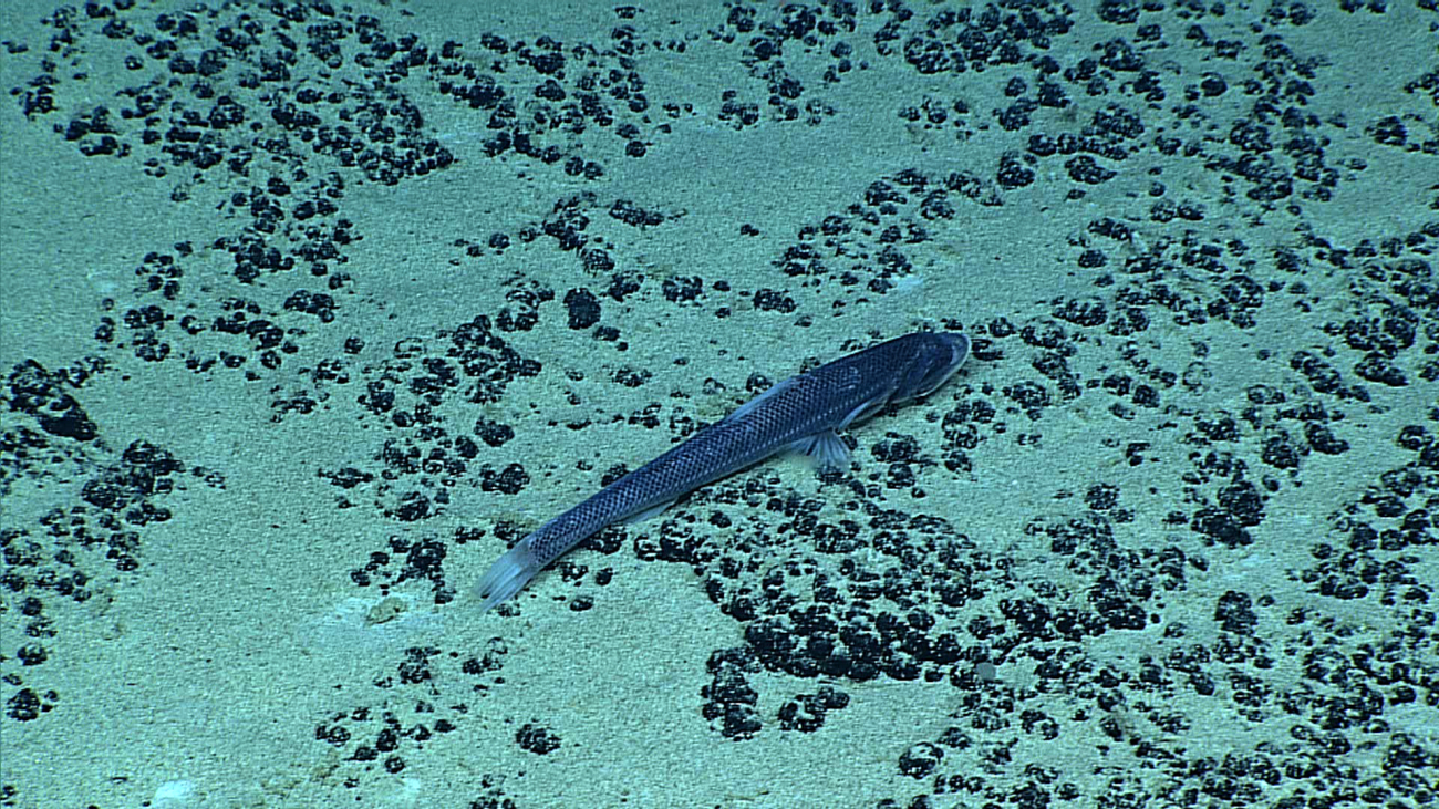 ABathytyphlops (deep-sea spiderfish fish with greatly reduced eyes) seenat Lone Cone
