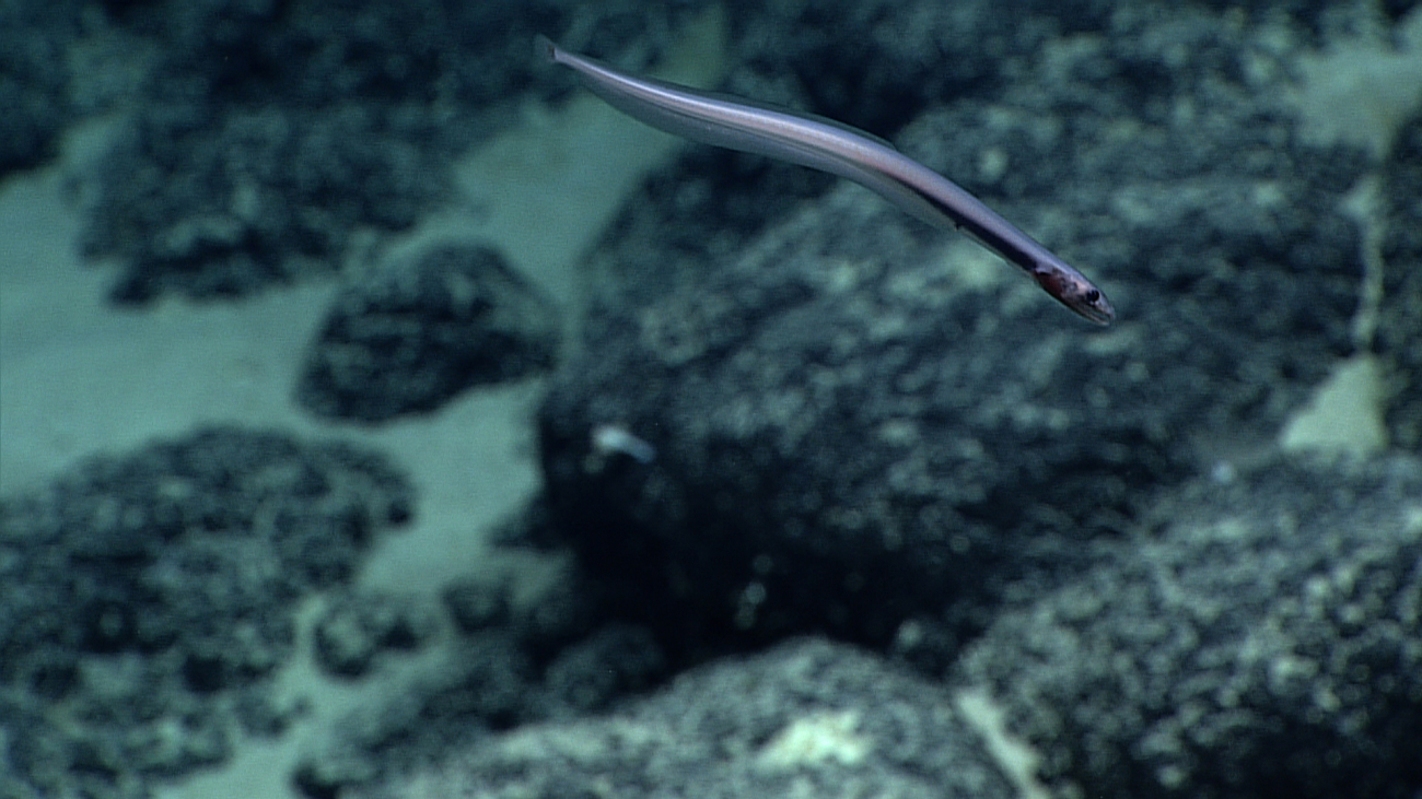 Juvenile cutthroat eel
