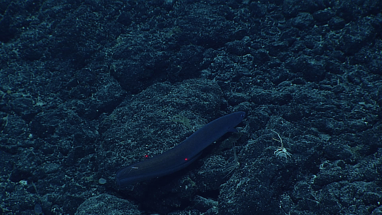 Cusk eel near the bottom