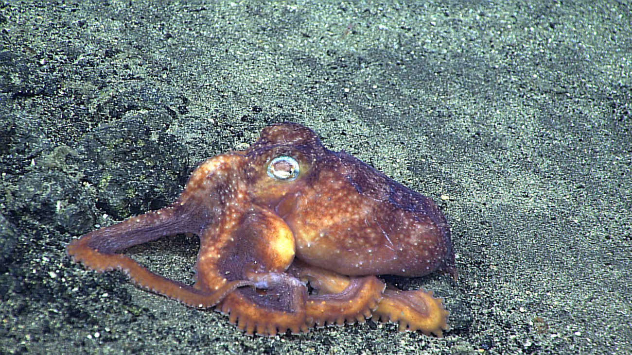 A white-spotted octopus