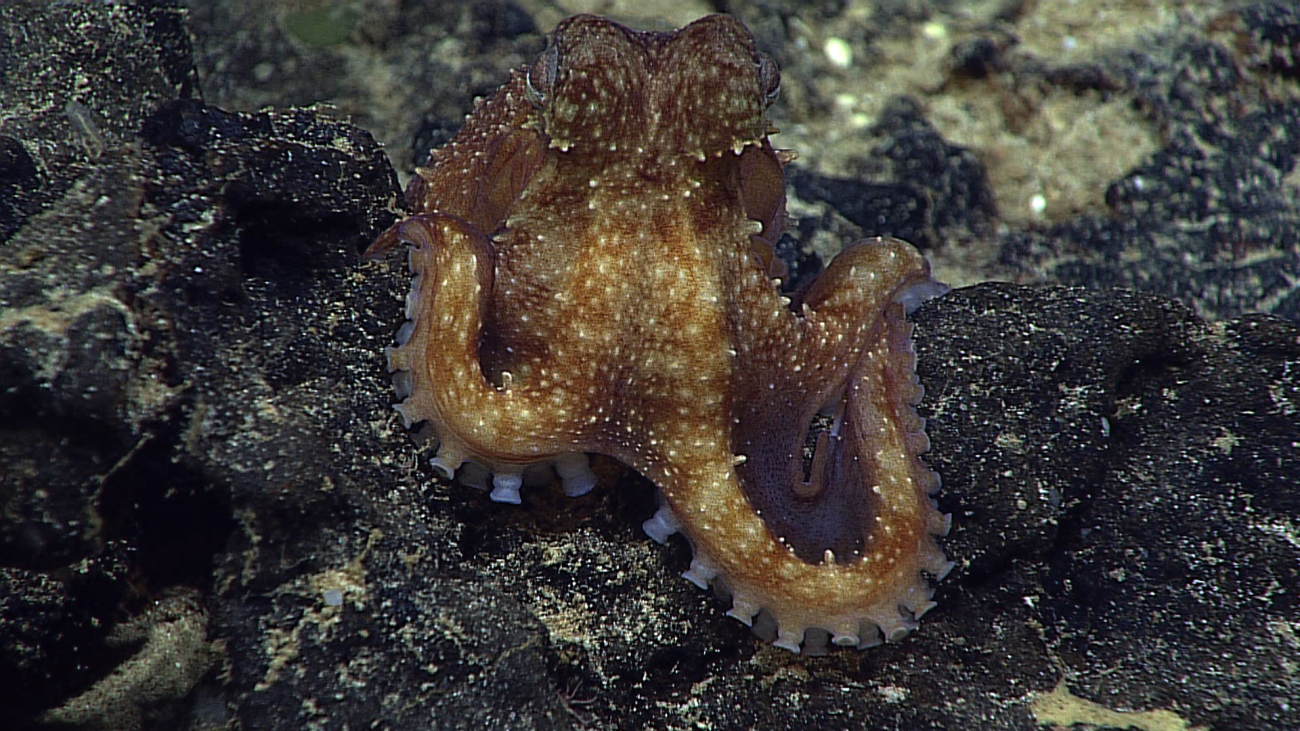 A white-spotted octopus literally hanging out on a rock ledge