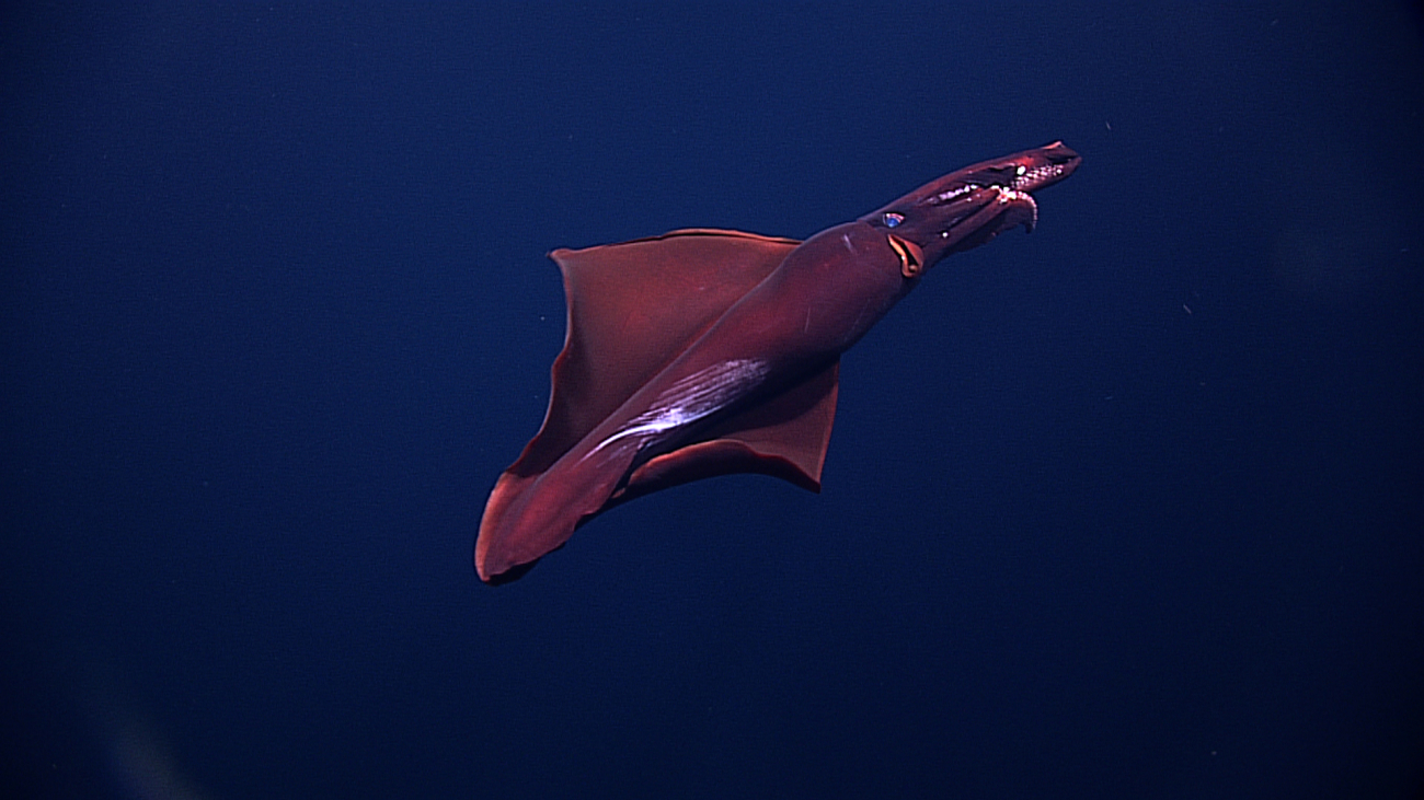 A swimming squid