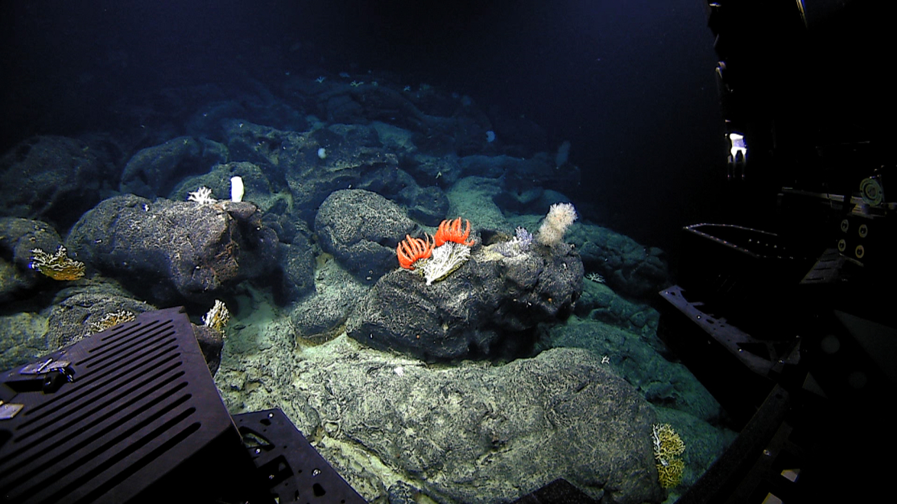 Large pillow lavas covered with sparse but diverse biota including variouscorals, sponges, and two large brisingid starfish