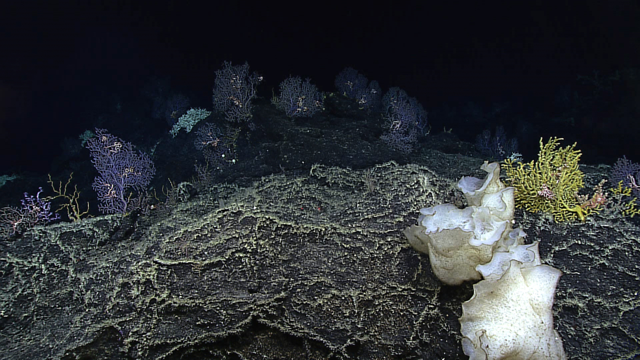 High density coral community encountered as the ROV proceeded up theslope of a pinnacle feature located on the ridge crest