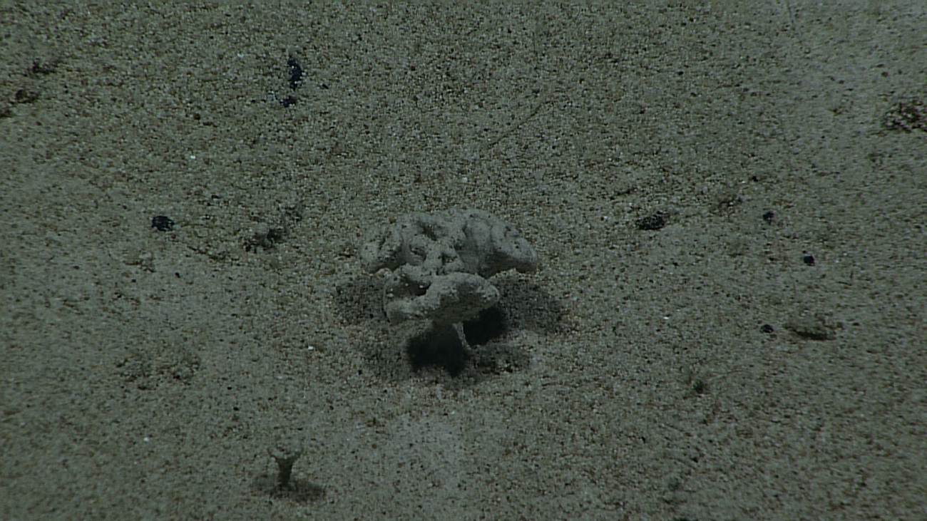 A xenophyophore blending in with a grayish brown sediment covered bottom