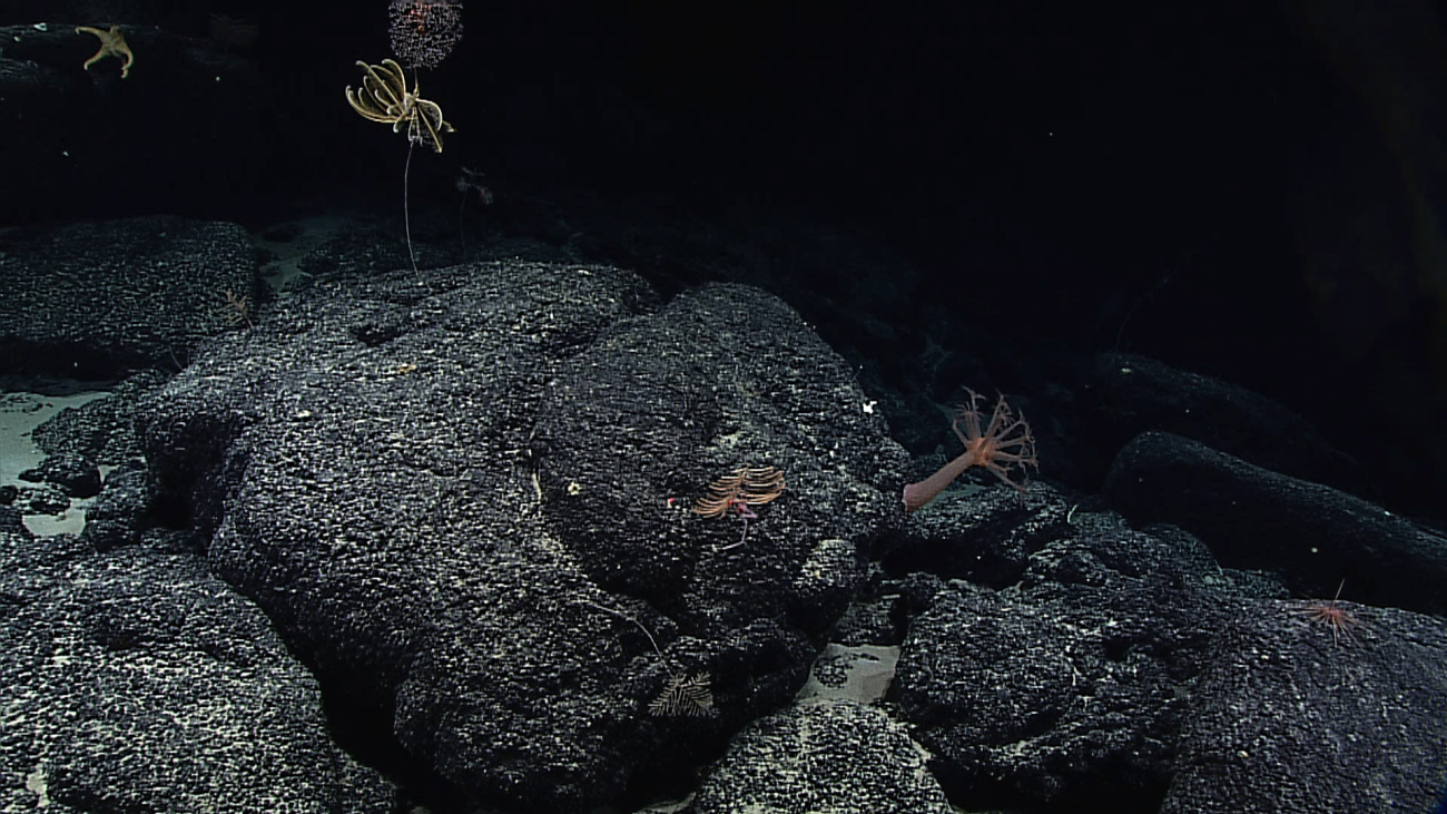 An orange Anthomastus steenstrupi coral, a small orange brown black coral, atleast one feather star crinoid on a parasol coral, Metallogorgia melanotrichos,and a large white starfish on the rock in the upper left