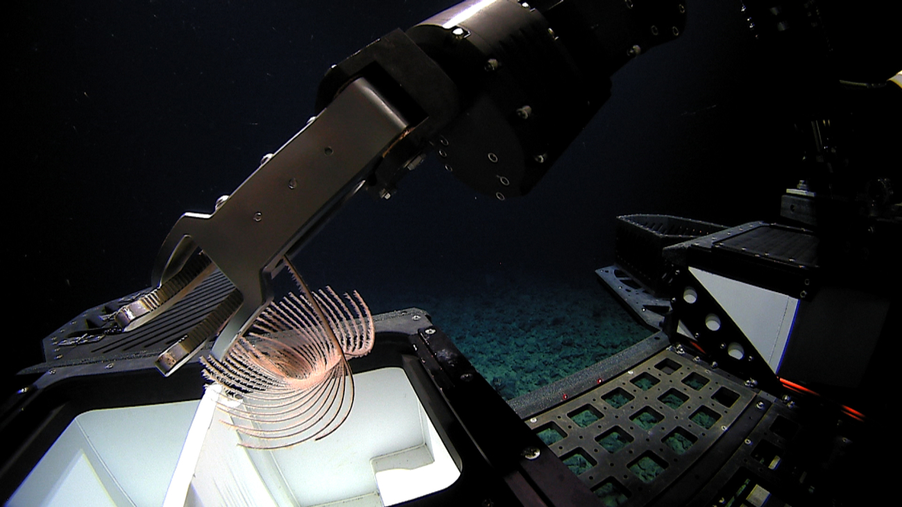 Deep Discoverer's robotic arm placing what appears to be an Umbellapathes sp