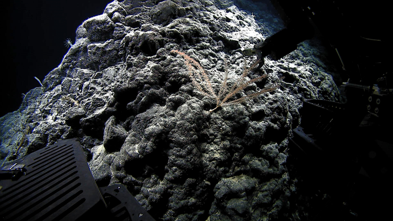 Deep Discoverer's robotic arm sampling a small bamboo coral bush on a verylumpy appearing rock prominence