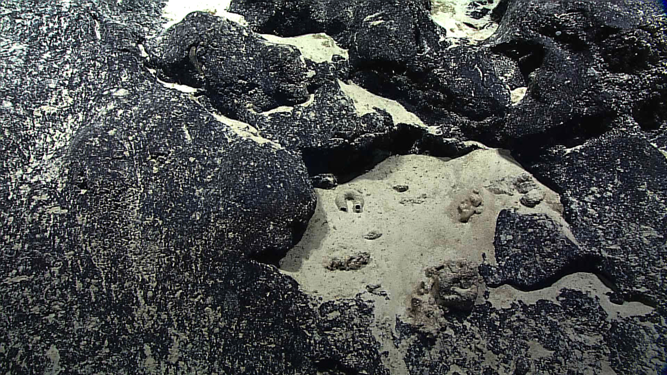 Tube-like structure (dead glass sponge?) in sediment trap amidst field of pillow lavas
