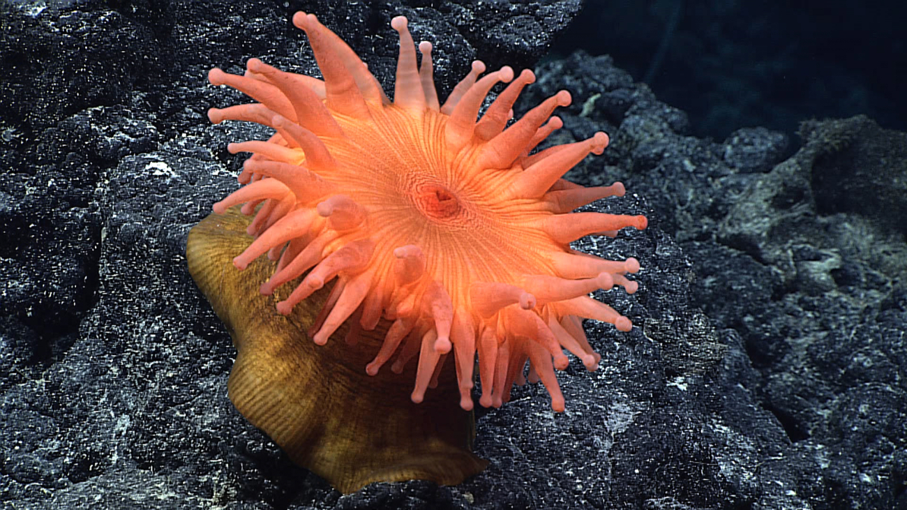 A large orange corallimorpharian