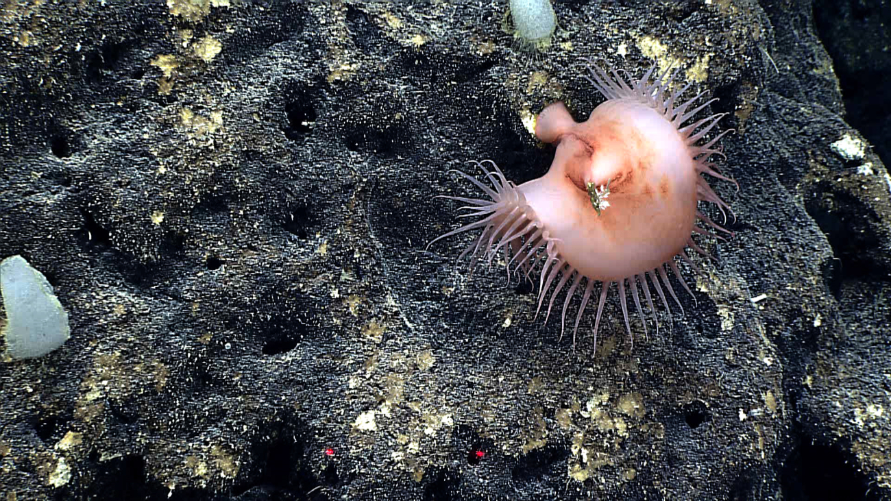 The large venus flytrap anemone seen in image expn6003