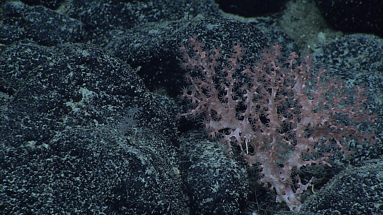 A pink corallium bush with pink polyps