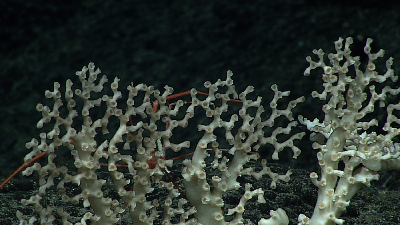 A white scleractinian coral bush with a large squat lobster on its far side