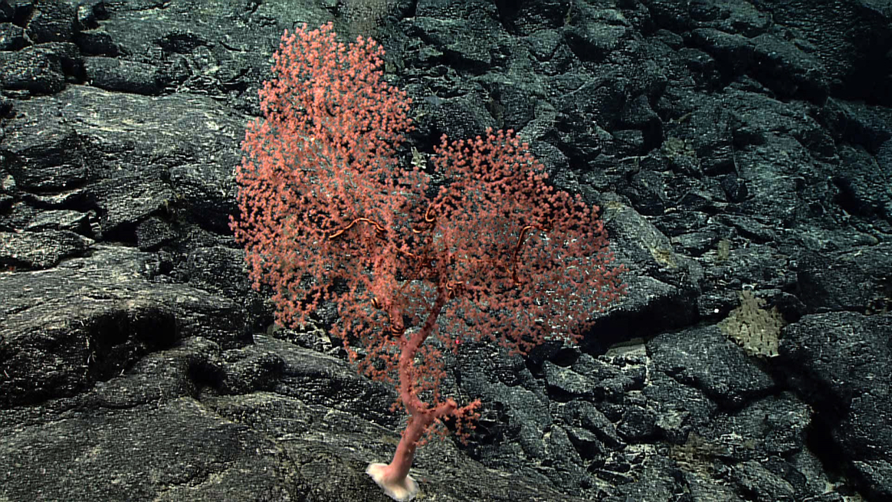 A pink corallium coral bush