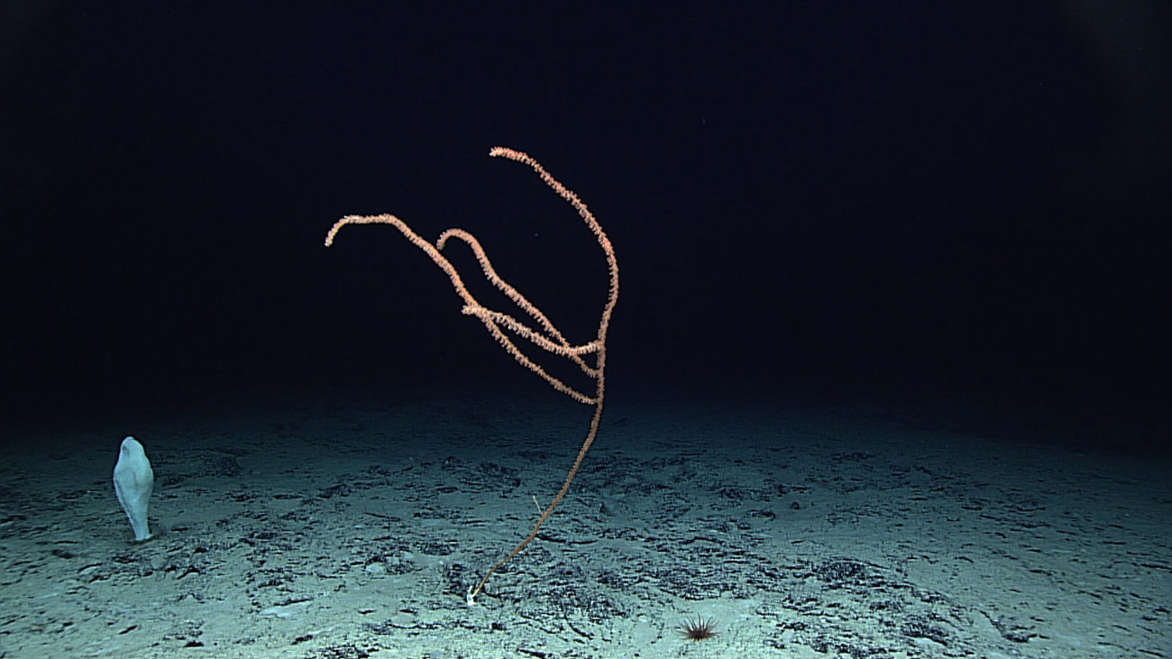 A lone bamboo coral bush, a cerianthid anemone, and a poliopogon sponge