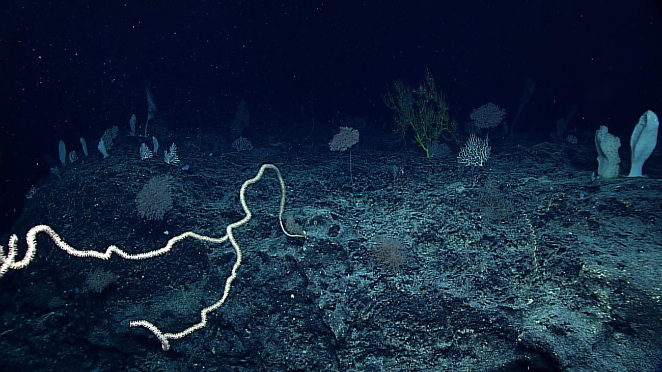 A seascape including diverse coral and sponge species on a black basaltsubstrate