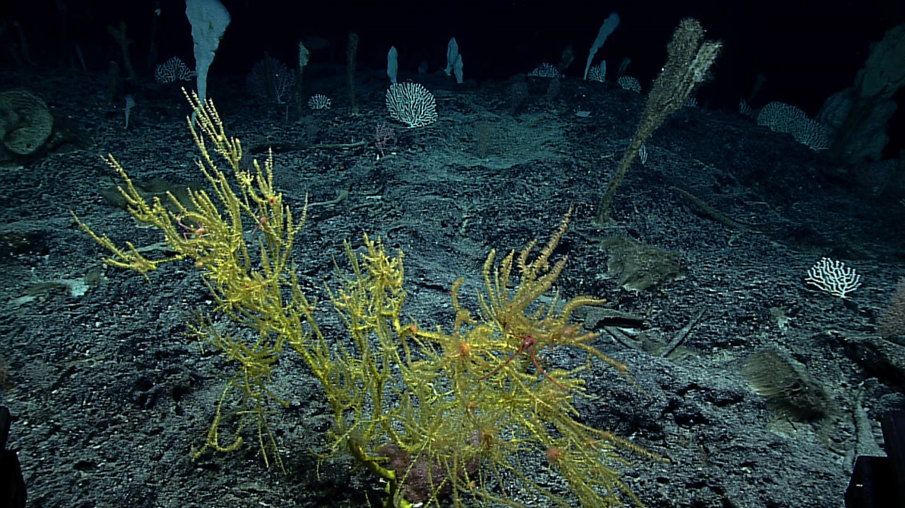 A gold coral amidst a scene of large sponges and numerous fan-like coralliumcoral bushes