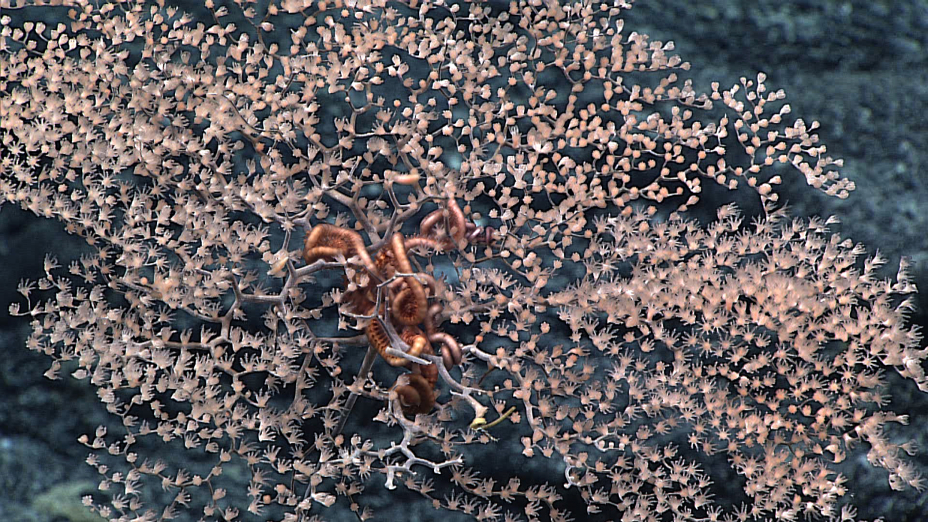 A brownish red brittle star intertwined in a parasol coral, Metallogorgiamelanotrichos