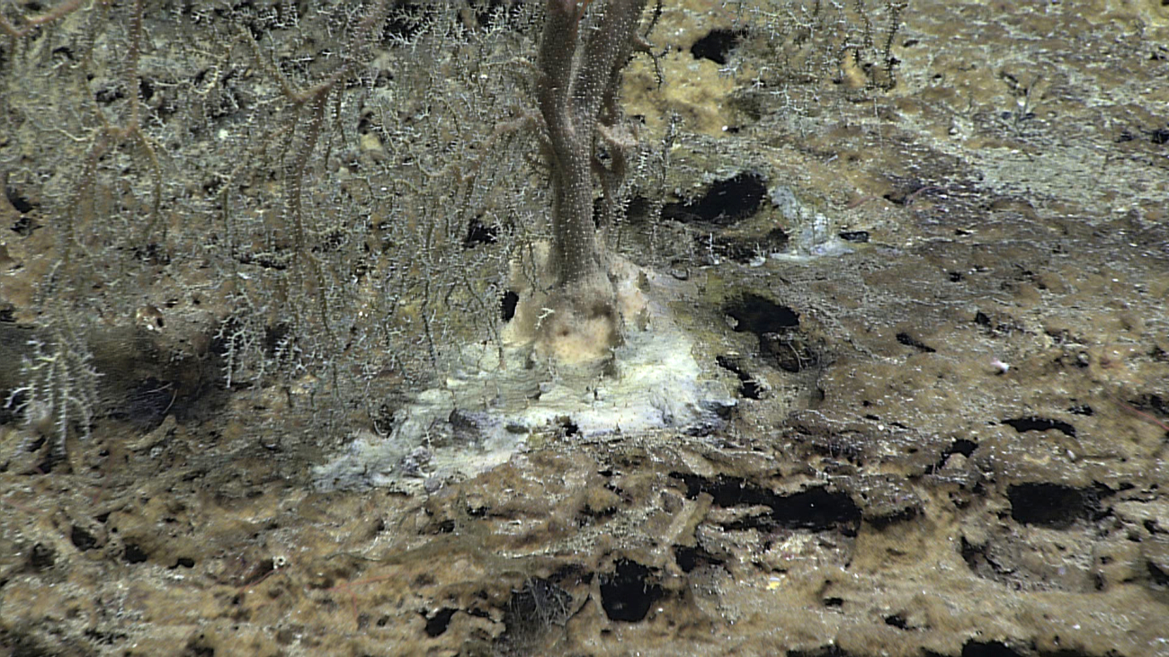 Base of hydroid bush on a carbonate substrate