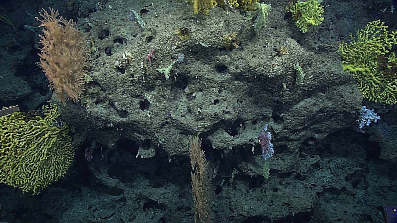 Highly porous carbonate rock with large vugs and cavities serving a substratefor gold corals and white and pink corallium corals and other biota