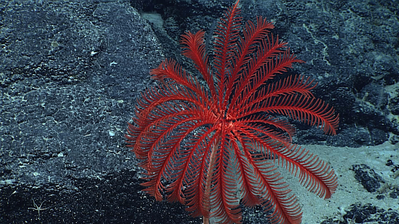 A red stalked sea lily crinoid - Proisocrinus ruberrimus