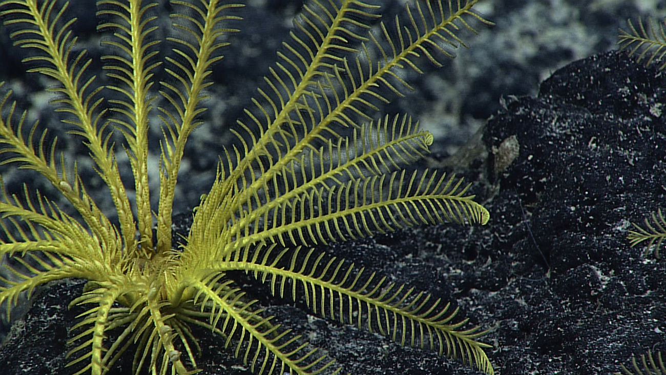 A yellow feather star crinoid