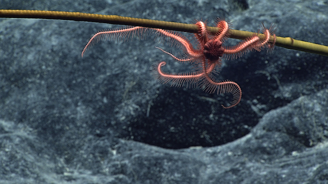 Pink brittle star on a sea lily crinoid stem
