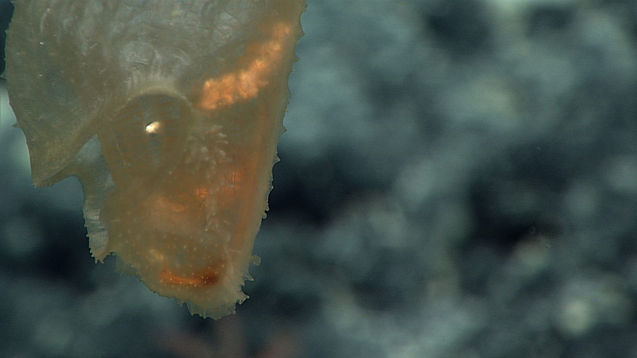 A very odd image of what might be the mouth area of a stalked tunicate