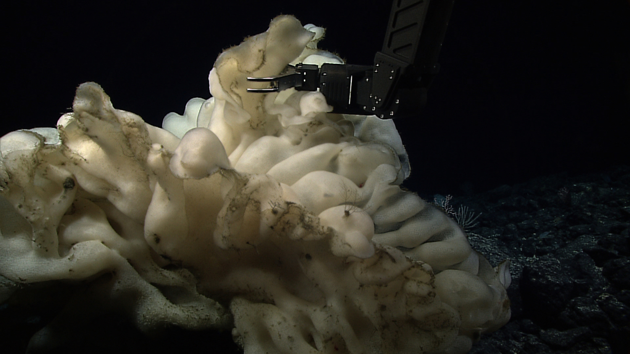 Very large sponge, possibly Euretidae family, being sampled