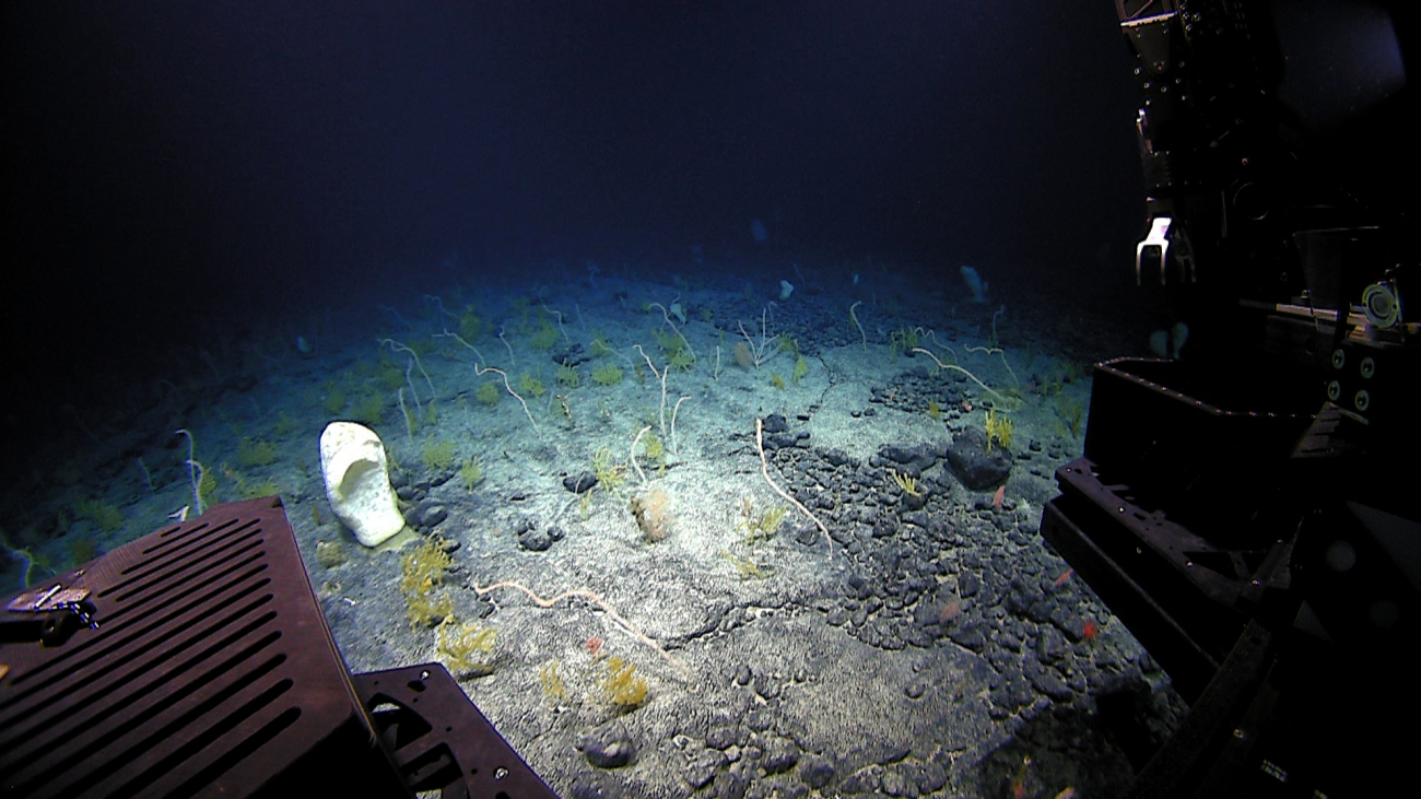 A huge poliopogon sponge dominates a view of bamboo whip corals and smallgreenish yellow Acanthogorgia gorgonian corals