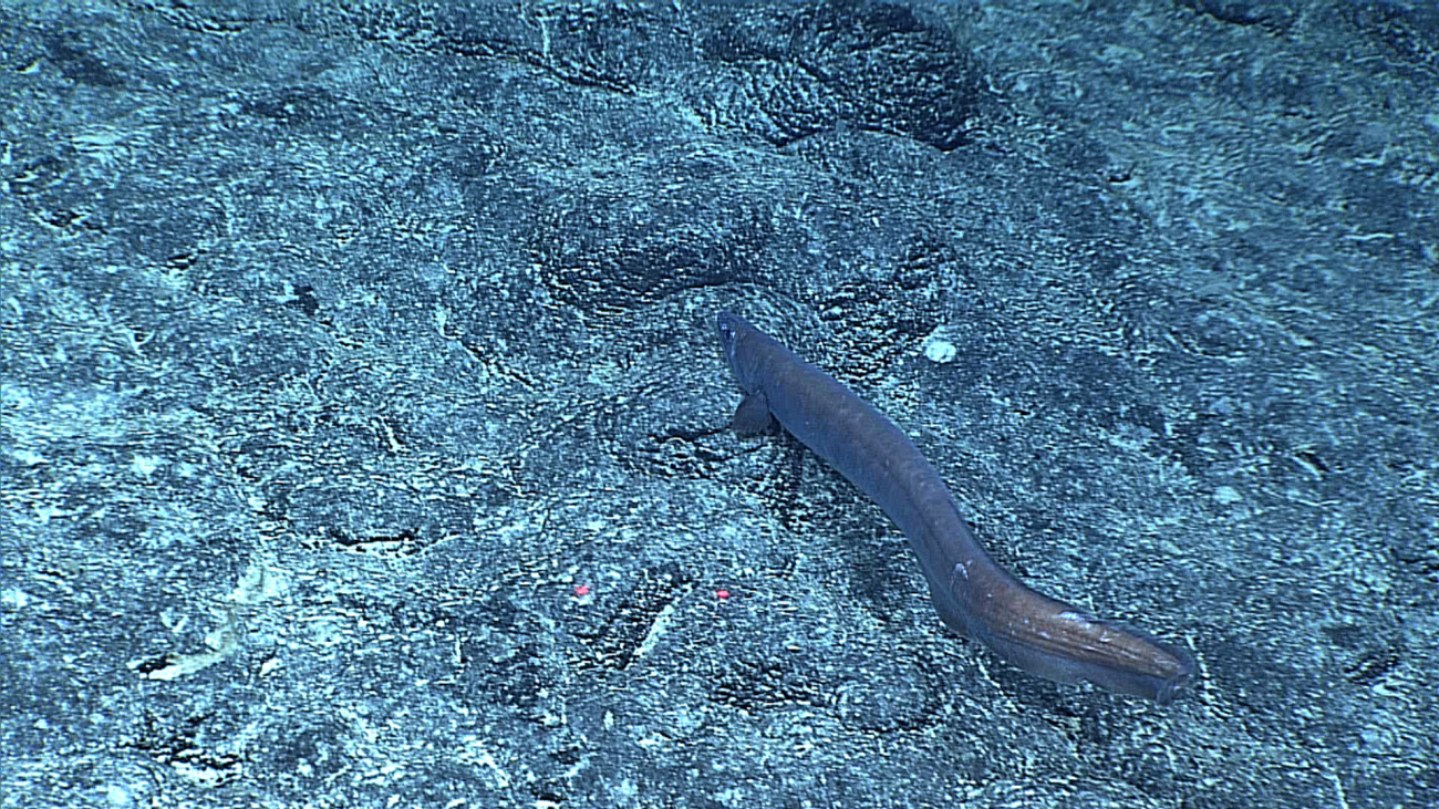 A cutthroat eel seemingly slithering along a rock bottom