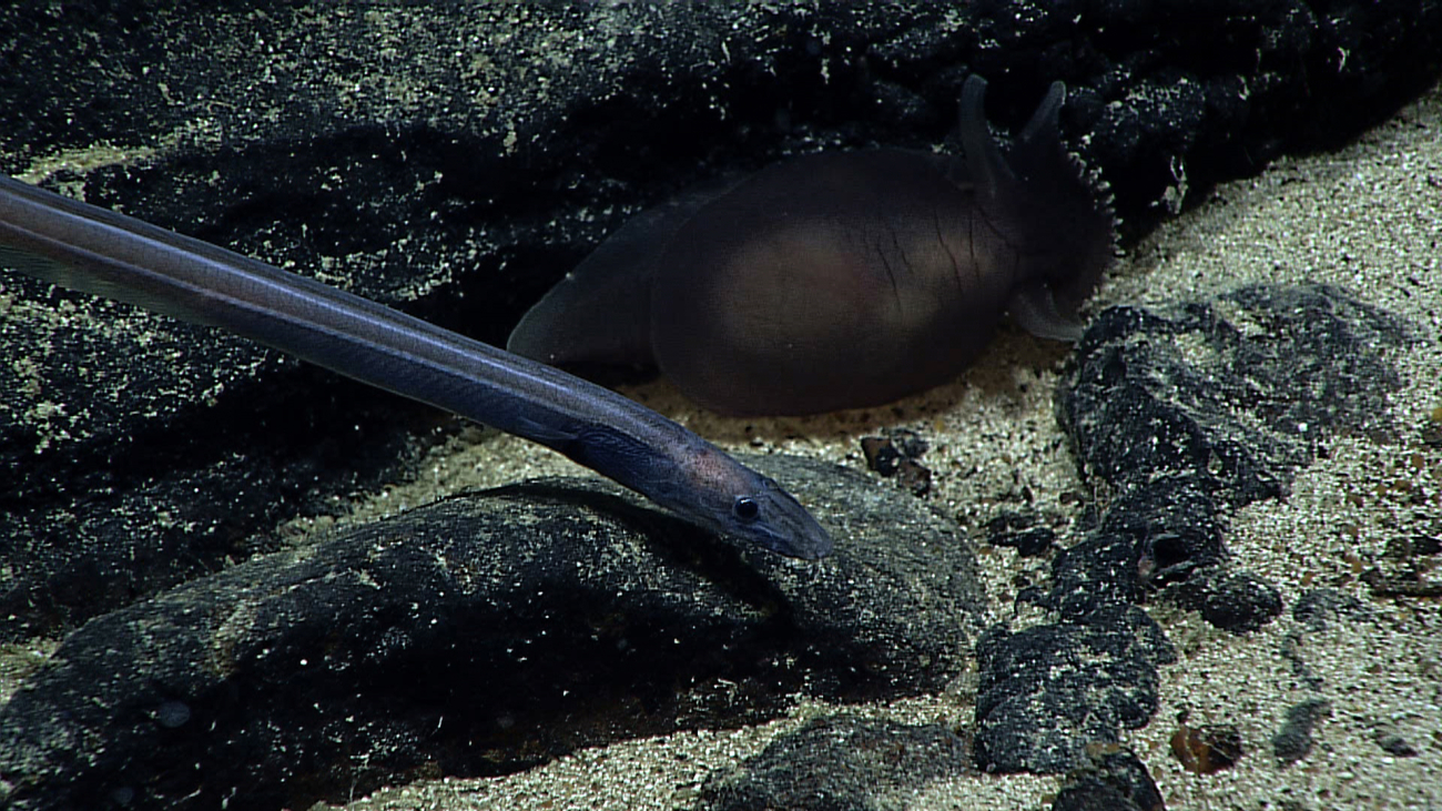 A thin large-eyed eel passes by a blackish translucent holothurian