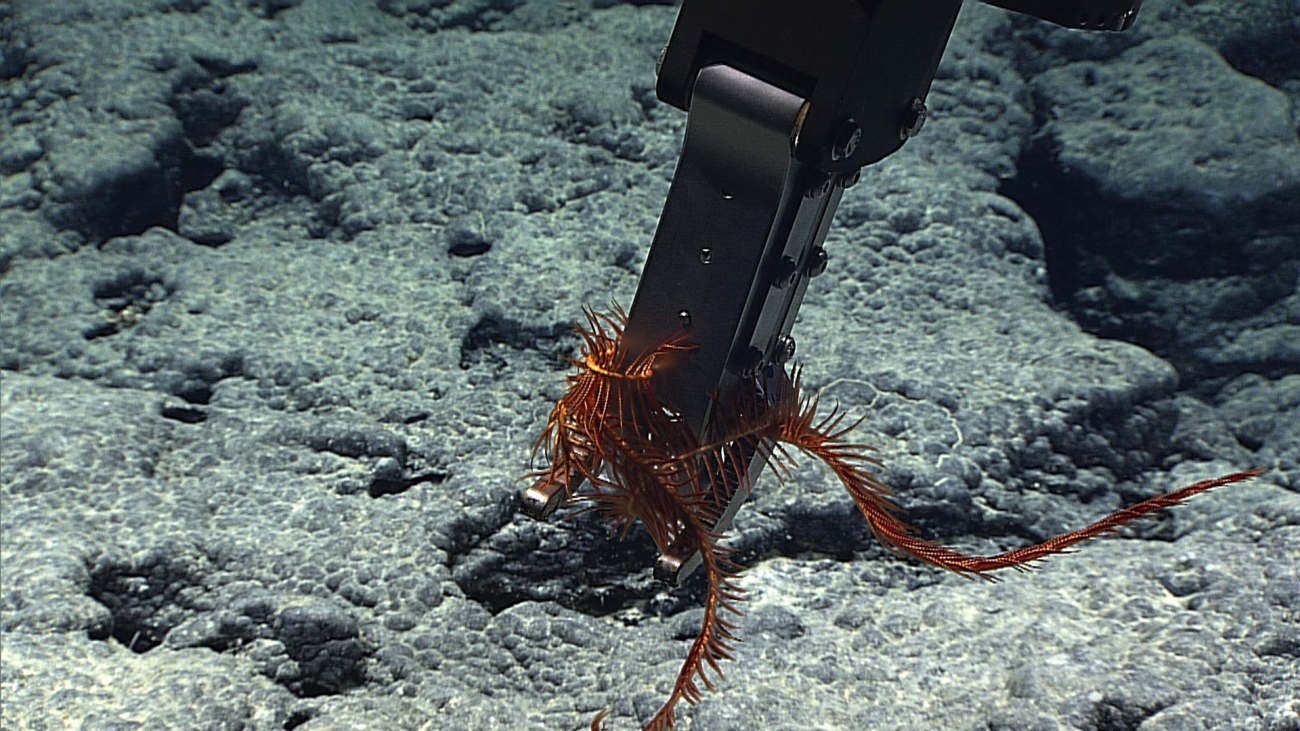 Apparently Deep Discoverer's robotic sampling arm is quicker than a swimmingcrinoid