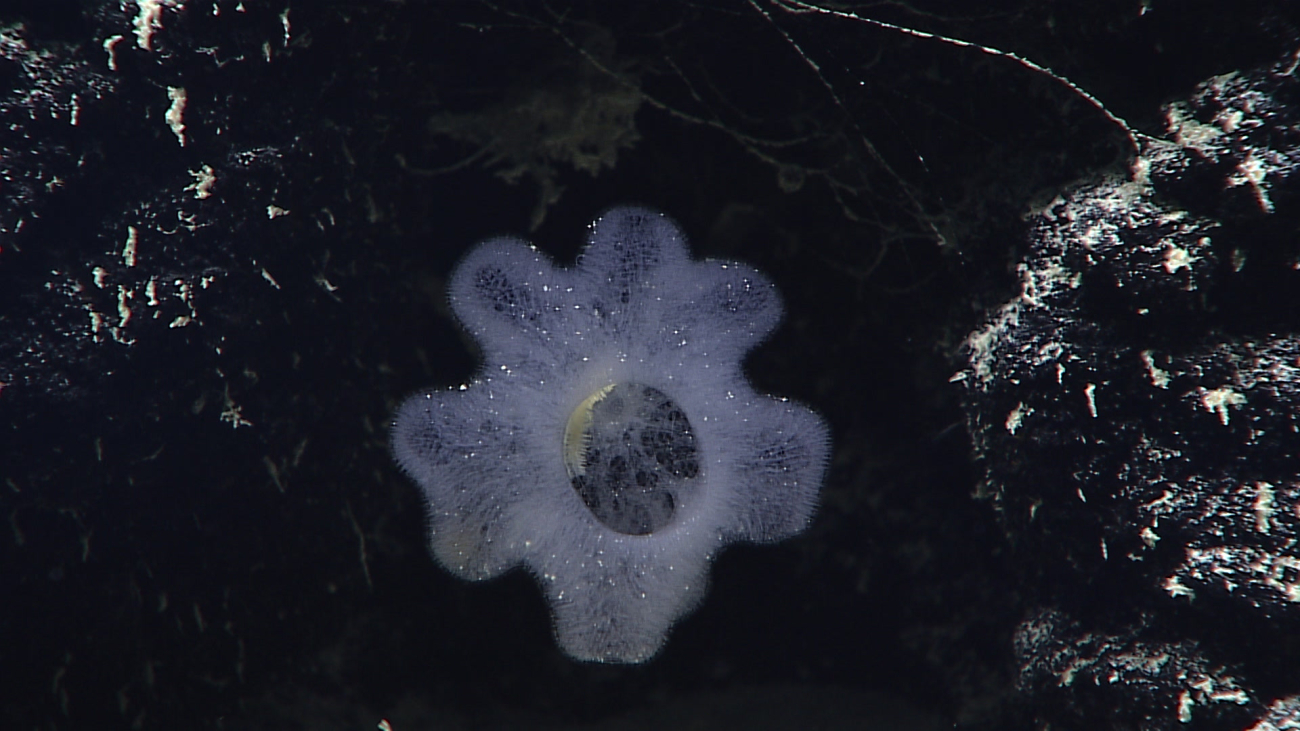 Deepsea glass sponges take many diverse forms