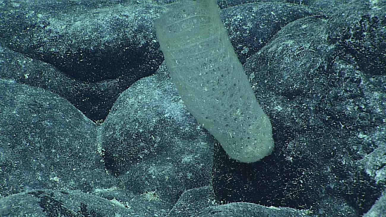 Deepsea glass sponges take many diverse forms