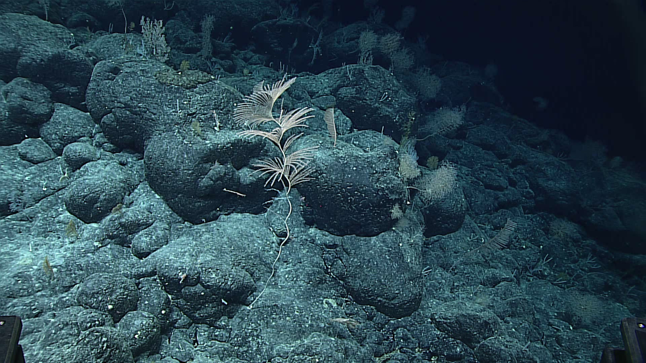 Deepsea glass sponges take many diverse forms