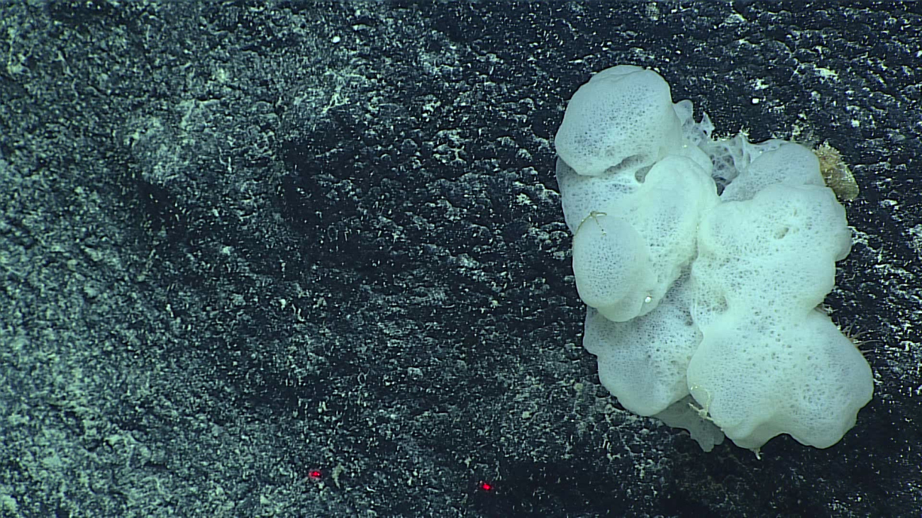 Deepsea glass sponges take many diverse forms