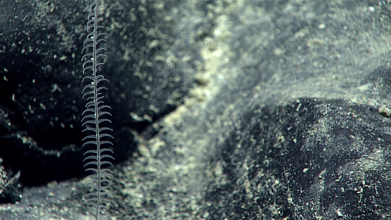 A small translucent black coral