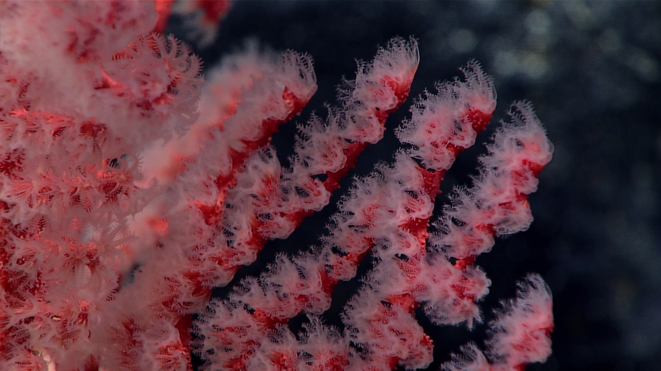 A red octocoral with polyps extended