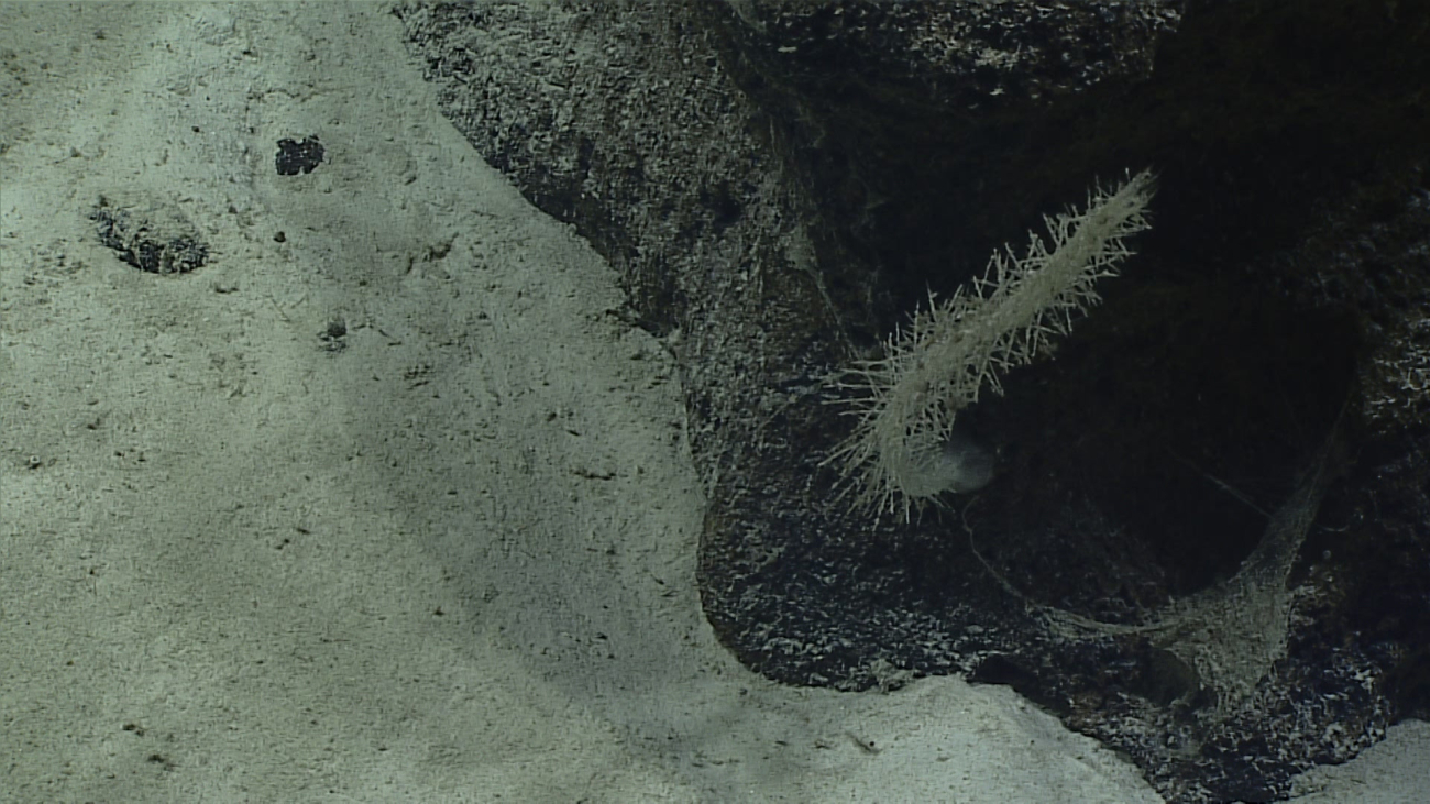 A glass sponge attached to a rock outcrop next to white sediment