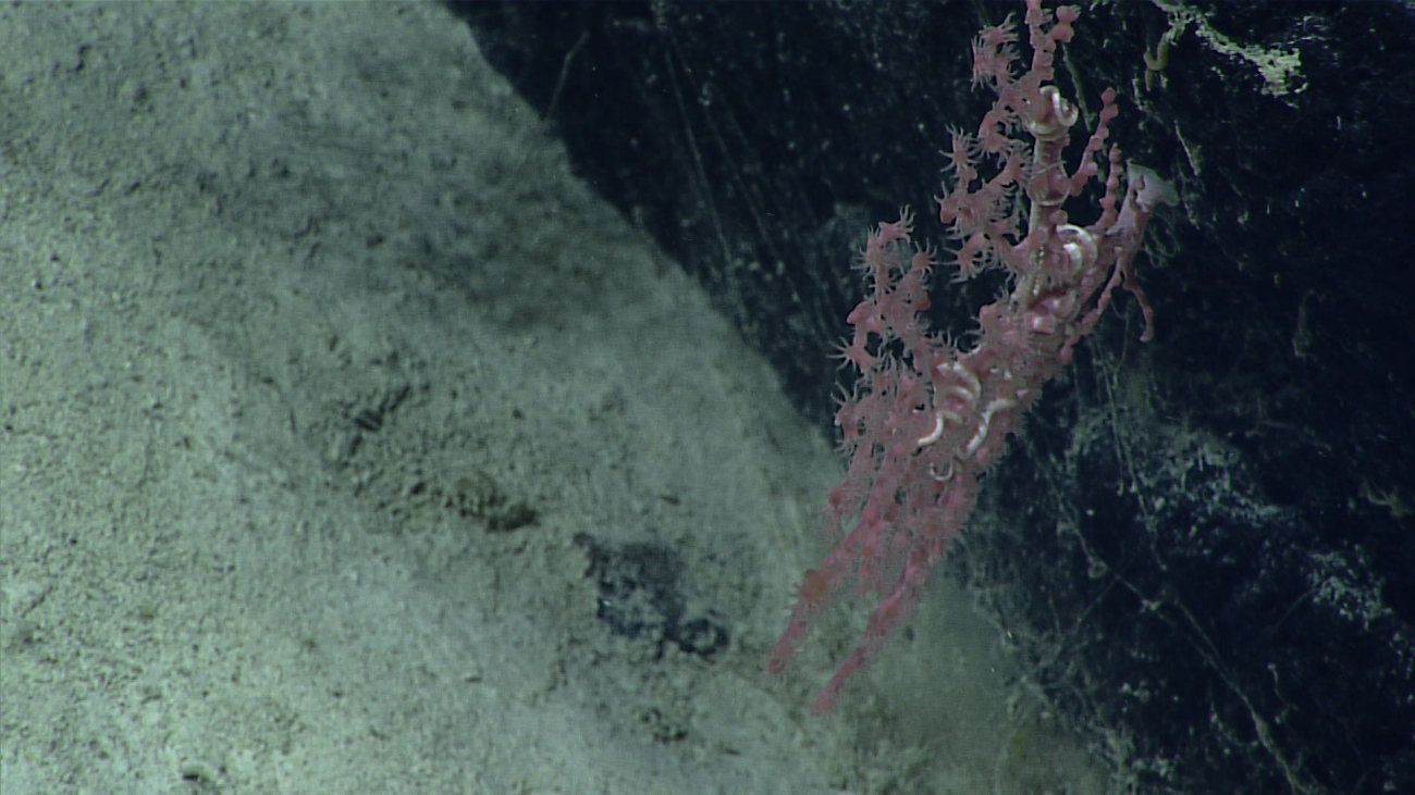 A pink octocoral with an associated white opiuroid brittle star
