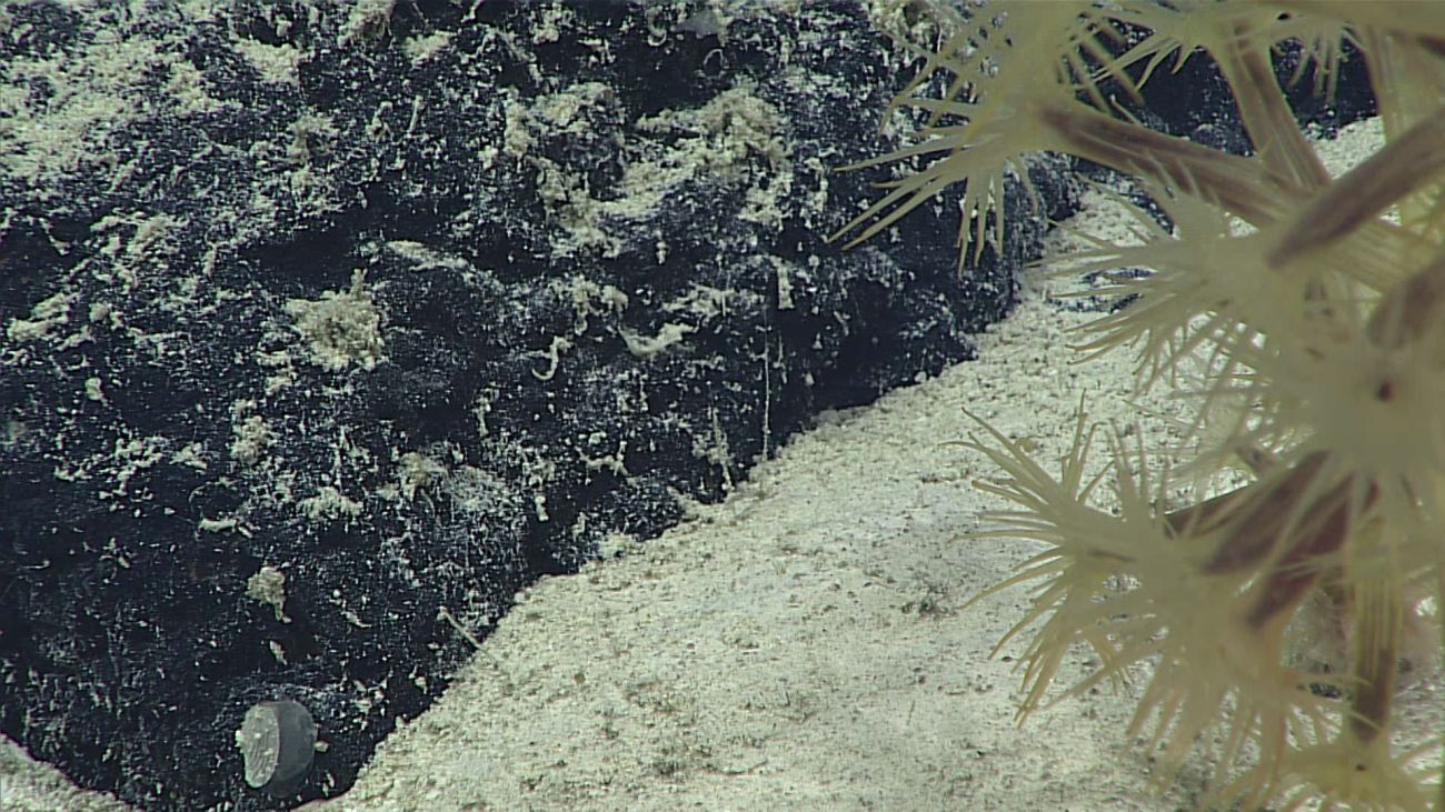 Large stalked brown anemones