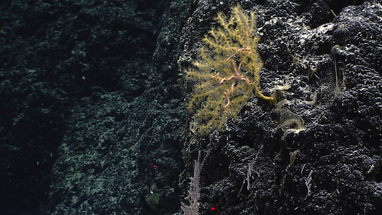 A small yellow octocoral with whitish brown brittle stars