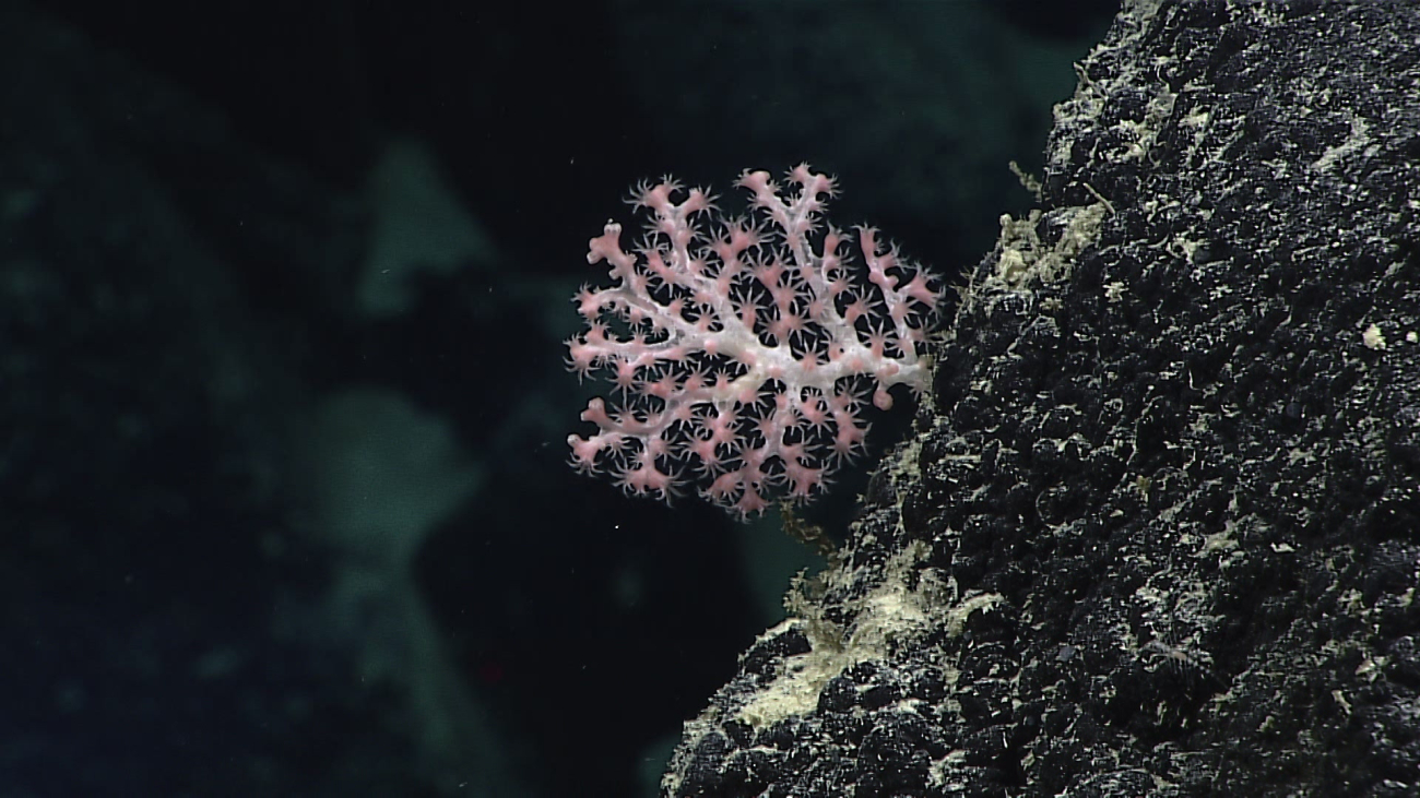 A small pink octocoral bush